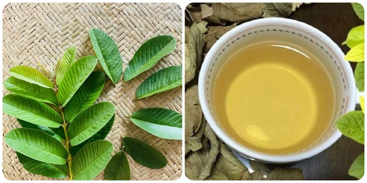 Uống nước lá ổi có tác dụng gì​