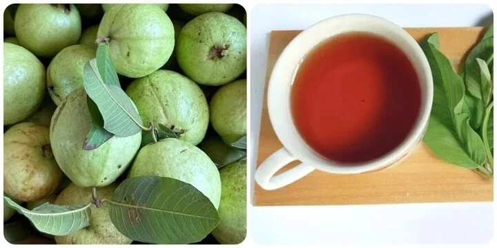 Uống nước lá ổi có tác dụng gì​