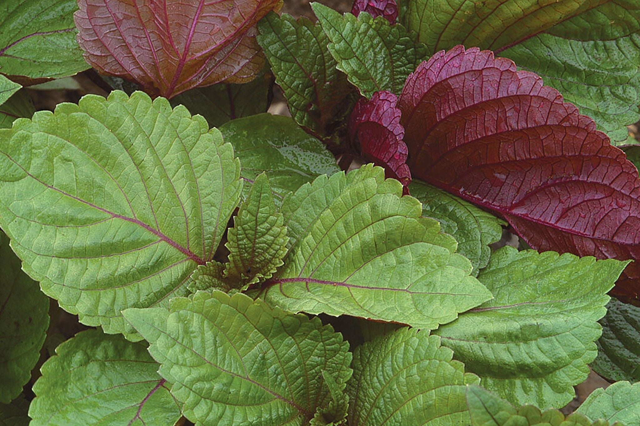 Có Thể Uống Nước Lá Tía Tô Mỗi Ngày Không?