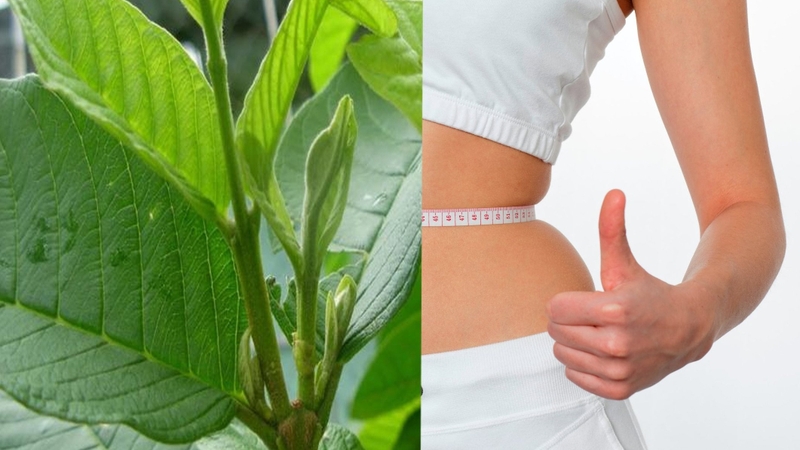 Uống nước lá ổi có tác dụng gì​